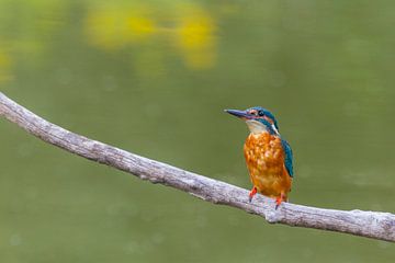 Kingfisher (Alcedo atthis) by Ursula Di Chito