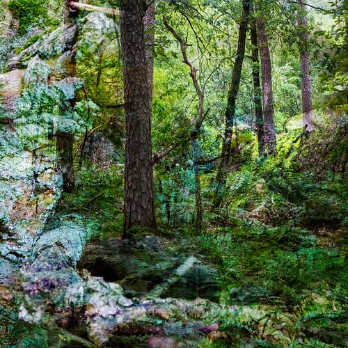 Fairy Tale Forest II