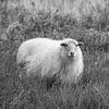 Schoonebeker schaap op de hei in zwart wit van Patricia Hofmeester
