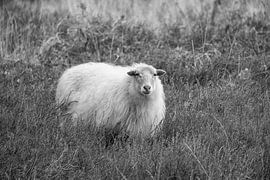 Schoonebeker Schaf auf der Heide in Schwarz-Weiß
