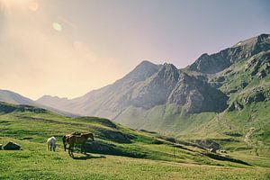 Verträumtes Land von Lumi Toma