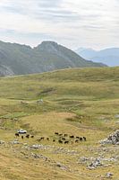 Schafhirte mit Kühen in den spanischen Bergen