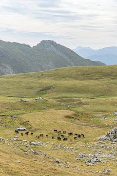 Herder met koeien in Spaanse bergen van Simone Diederich