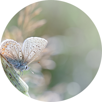 Zonnebadende vlinder ... (Blauwe versie) (vlinder, zomer, natuur) van Bob Daalder