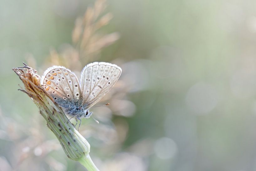 Zonnebadende vlinder ... (Blauwe versie) (vlinder, zomer, natuur) van Bob Daalder