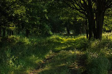 Magisch groen bos - landschapsfoto van Qeimoy
