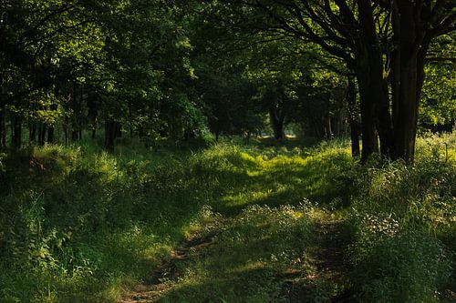 Forêt verte magique - photo de paysage