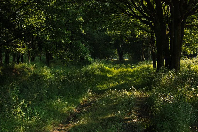 Magical green forest - landscape photo by QEIMOY