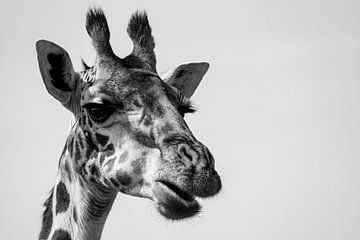 Portret van een giraffe van Roland Brack