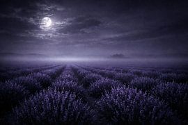 Un champ de lavande mystique au clair de lune – Une nuit magique au-dessus de la Provence sur ButterflyPix