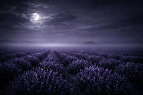 Een mystiek lavendelveld bij volle maan – Een magische nacht boven de Provence