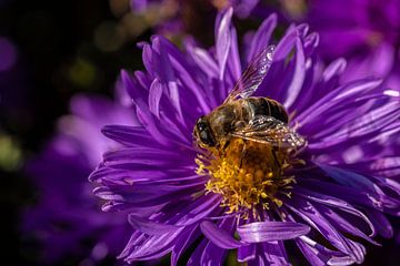 Makro einer Biene auf einer lila Blüte.