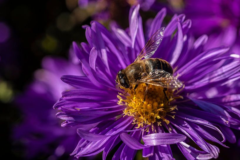 Makro of a Bee on a Purple Flower. by Brian Morgan
