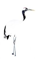 Chinese kraanvogel, hoog contrast