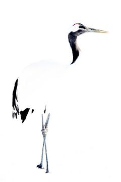 Chinese kraanvogel, hoog contrast van Sven Scraeyen