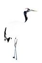 Chinese kraanvogel, hoog contrast van Sven Scraeyen thumbnail