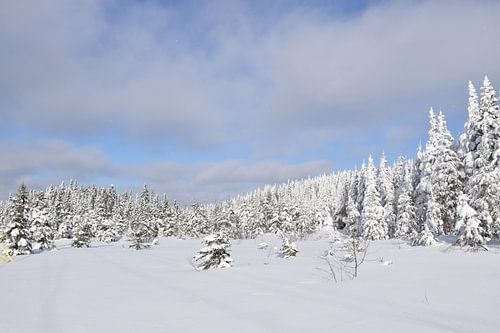 Een besneeuwd bos na de storm
