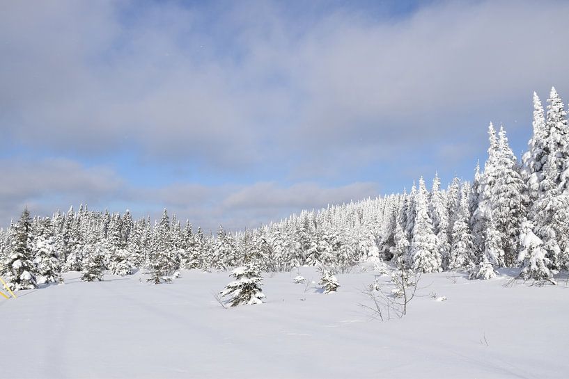 Ein verschneiter Wald nach dem Sturm von Claude Laprise