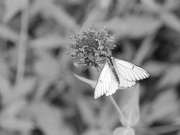 The great veined white in black and white. by Jose Lok