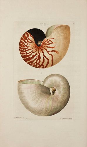 Deliciae Naturae selectae- G.W.Knorr, 1771 - Sammlung Teylers Museum von Teylers Museum