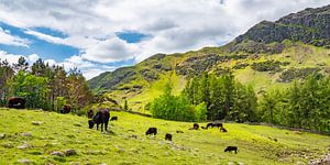 Vaches au pâturage à Blea Tarn, Lake District, Angleterre.