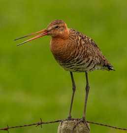 La Barge à queue noire, oiseau national des Pays-Bas