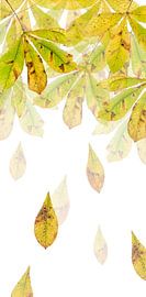 Horse Chestnut by Fionna Bottema