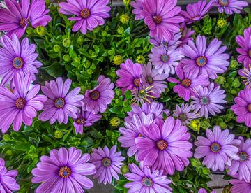 Violette blühende Chrysanthemen von Achim Prill