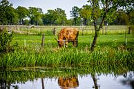 Longhorn von Ingrid Roelofsen Miniaturansicht