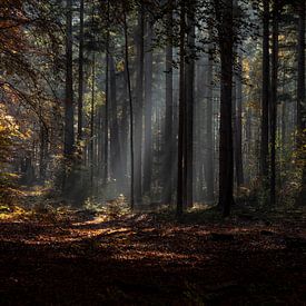 Mystischer Herbstnebel im Wald von Robin Jongerden