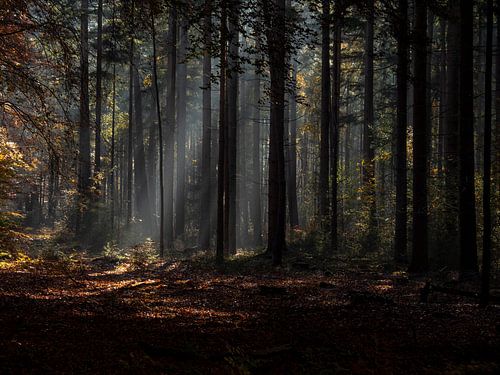 Brume d'automne mystique dans la forêt sur Robin Jongerden