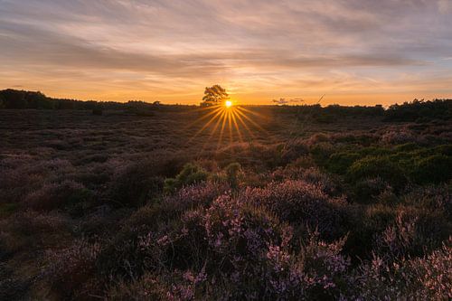 Zonsondergang Dwingelderveld - 1