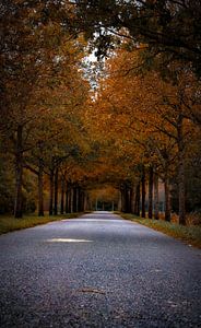 L'interminable avenue de l'automne