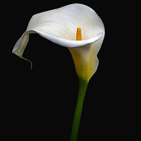 Calla lelie bloem van Let's see!