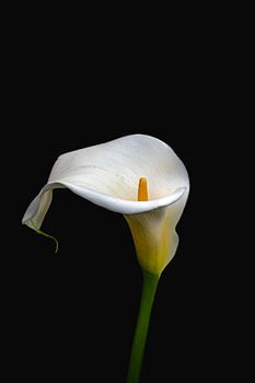 Calla lelie bloem