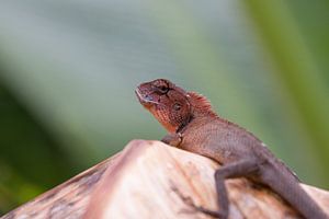 Oriental garden lizard
