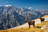 Bouquetins dans les Alpes avec le Watzmann en arrière-plan