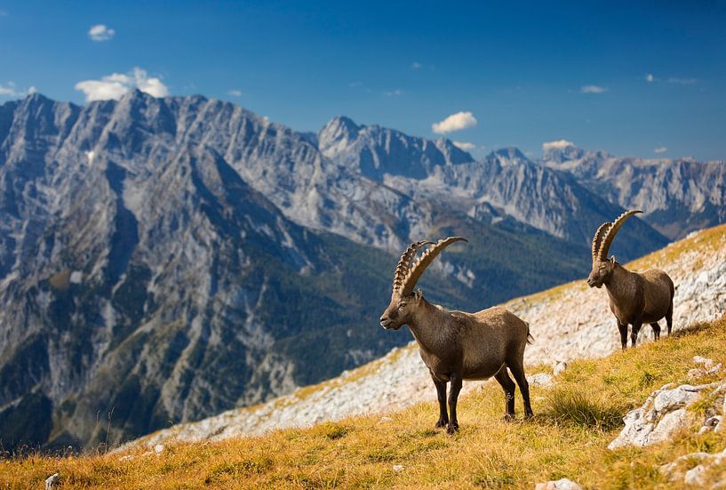 Steinböcke  in den Alpen mit Watzmann im Hintergrund von Dieter Meyrl