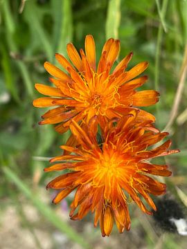 Oranje bloemen van Melissa Wuytack