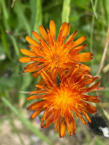 Orangefarbene Blumen