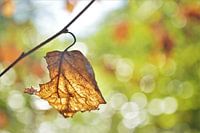Herfstblad met Tegenlicht / Zonlicht