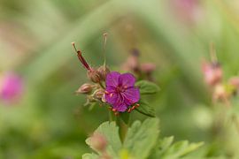 Bloem Ooievaarsbek  (Geranium Macrorrhizum)