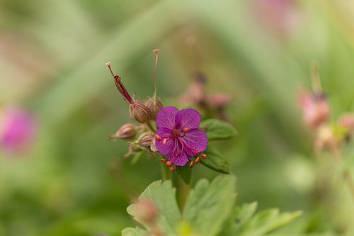 Bloem Ooievaarsbek  (Geranium Macrorrhizum)