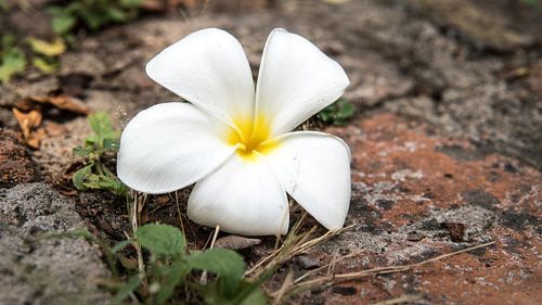 Weiße Blume als Opfer zurückgelassen