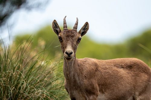 Een vrouwelijke Spaanse steenbok van Bjorn Donnars