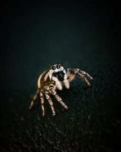 Araignée sauteuse zèbre