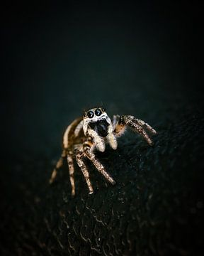 Zebra jumping spider