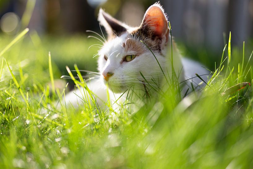 Katze in der Sonne von Miranda van Hulst