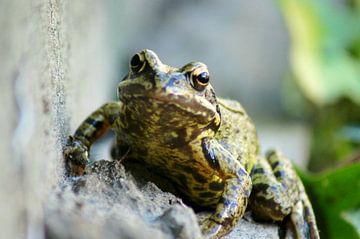 Grenouille sur Niek Traas