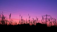 Roze/paarse zonsondergang bij korenveld en hoogspanningsmast van Noud de Greef thumbnail